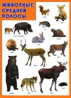 Развивающий плакат Мозаика-Синтез Животные средней полосы / МС11940