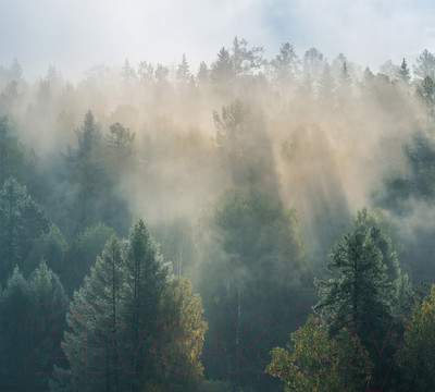 Фотообои листовые Vimala Солнечный лес