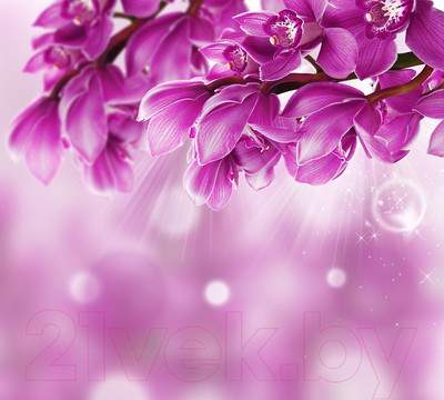 Фотообои листовые Vimala Фиолетовые цветы