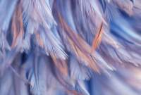 Фотообои листовые Vimala Перья 5