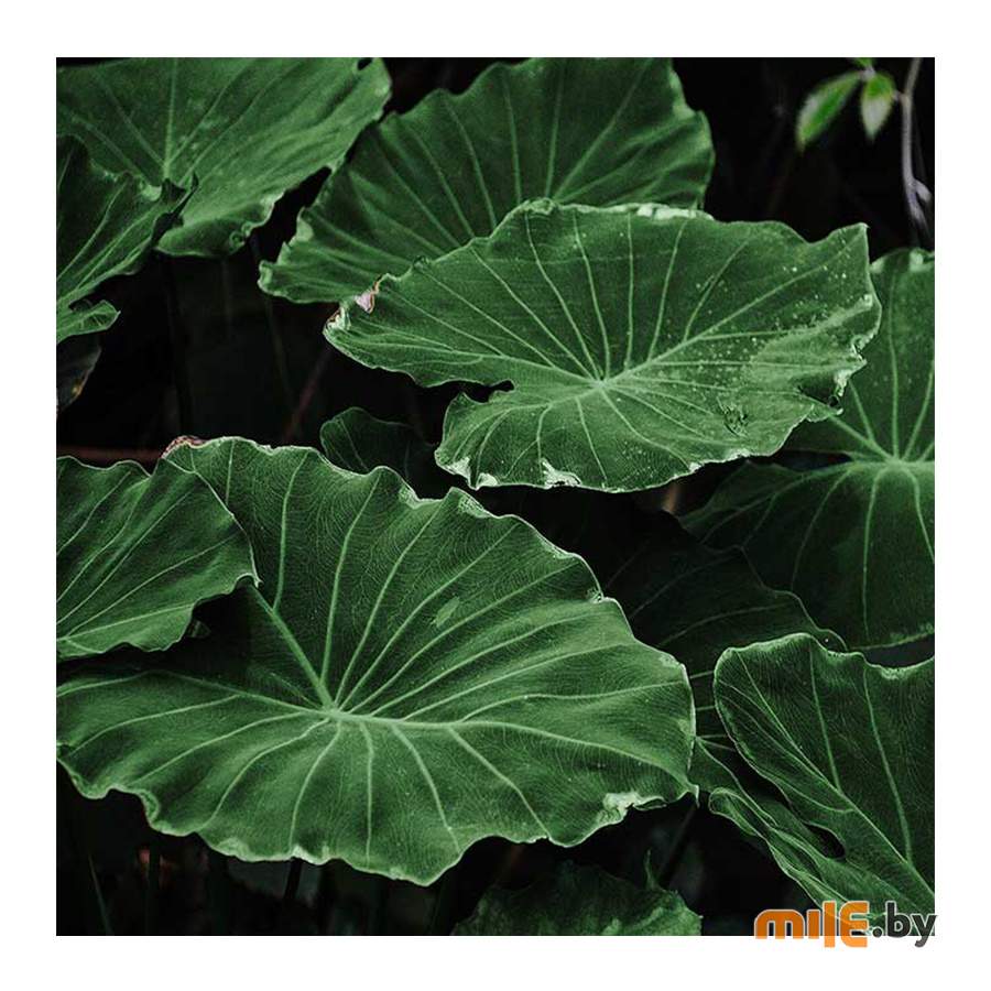 Картина на стекле Stamprint Виды 3 (AR027) 30х30 см