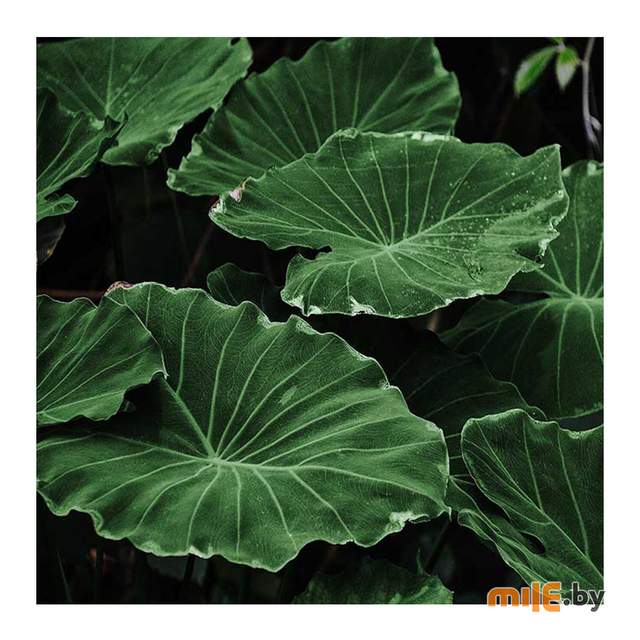Картина на стекле Stamprint Виды 3 (AR027) 30х30 см