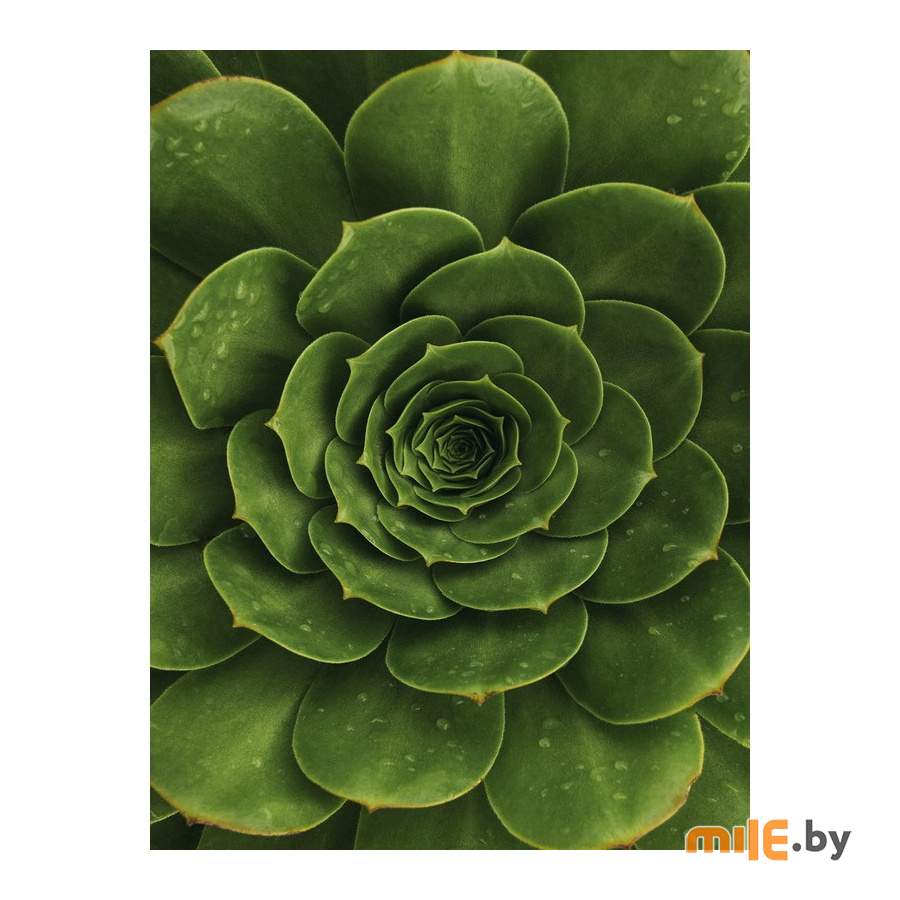 Репродукция на холсте Orlix Агава CA-12800 (60x80 см)