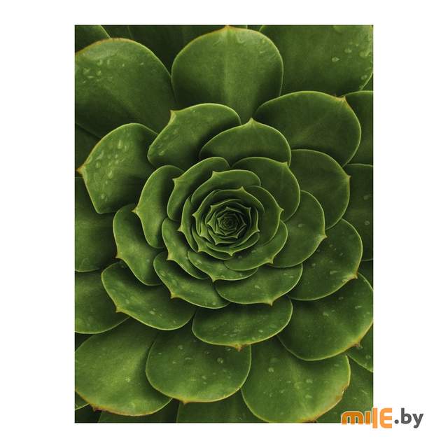 Репродукция на холсте Orlix Агава CA-12800 (60x80 см)