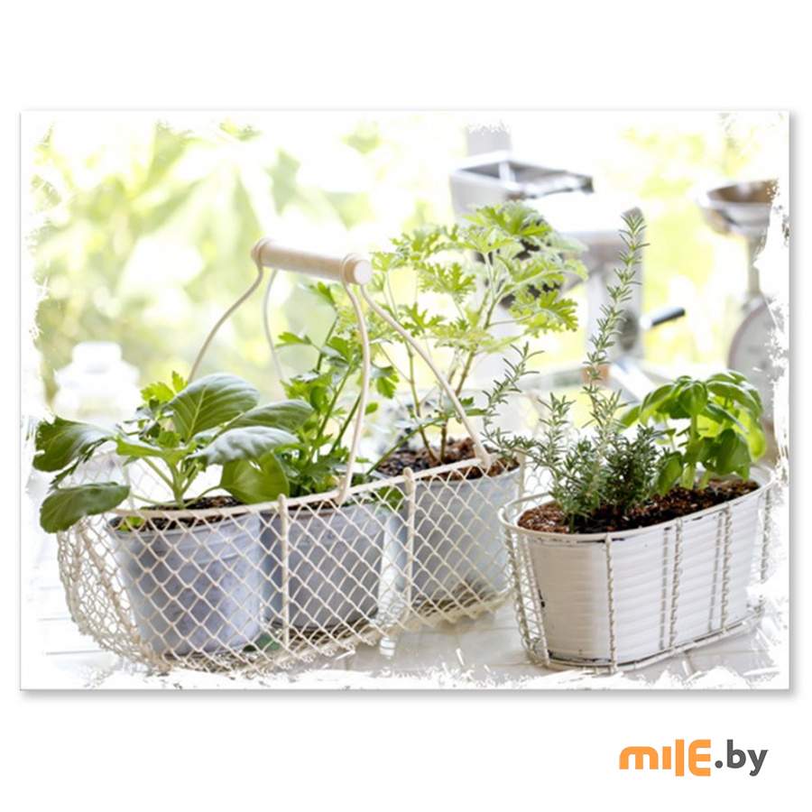 Репродукция на холсте Orlix Green Herbs CA-01172 (60x80 см)