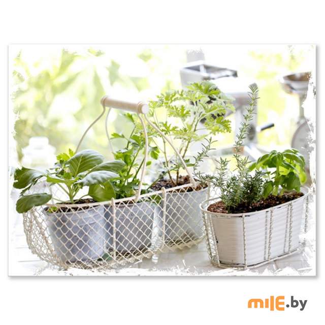 Репродукция на холсте Orlix Green Herbs CA-01172 (60x80 см)