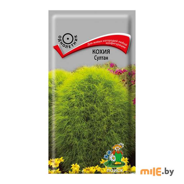 Семена кохия Агрофирма Поиск Султан (0,1 г)