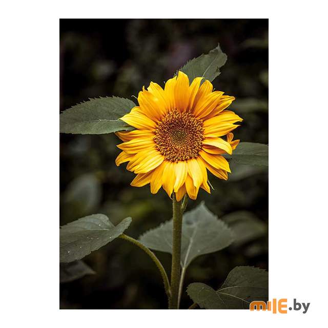 Картина на стекле Stamprint Цветок солнца (AR016) 70х50 см
