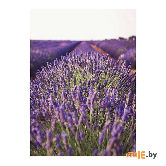 Картина на стекле STAMPRINT "Куст лаванды" NT012 70х50 см