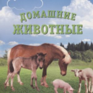 Купить Наглядное пособие 21век