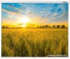 Проекционный экран Lumien Eco Picture 178x280 LEP-100124 цена