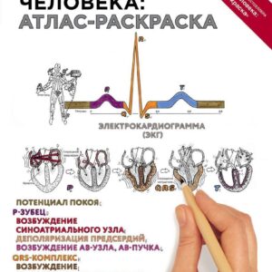 Книга издательства Эксмо. Физиология человека: атлас-раскраска (Кэпит Уинн/Мейси Роберт И./Мейсами Эсмаил) цена