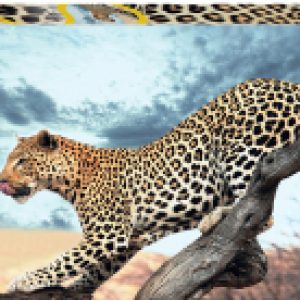 Купить Пазл 21век