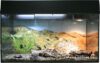 Террариум Lucky Reptile Стартовый комплект для эублефаров SK80LG-B (черный) цена