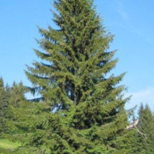 Купить Саженец дерева 21век