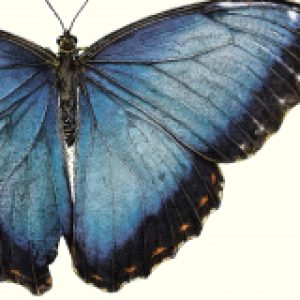 Купить Энциклопедия 21век