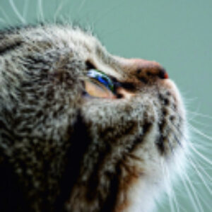 Купить Картина 21век