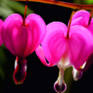 Купить Картина 21век