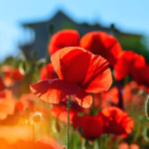 Купить Картина 21век