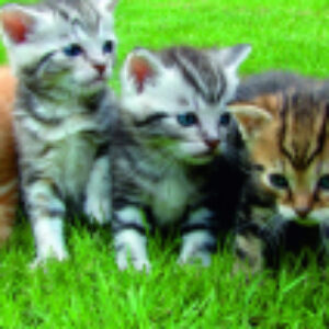 Купить Картина 21век