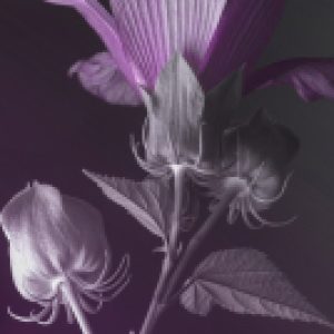 Картина на стекле WBR-01-1078-04 21век