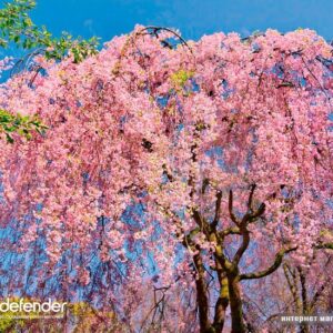 Купить Коврик для мыши Defender Silk Pad Nature (50707)