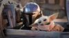 Disney объявляет даты выхода «История игрушек 5»,  «Мандалорец и Грогу’» и других ожидаемых фильмов