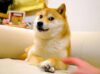 На 18 году жизни умерла собака Кабосу из мема Doge
