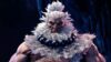 Акума вступил в бой: в Street Fighter 6 уже доступен культовый персонаж в качестве DLC-бойца