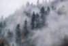 Фотообои листовые Лес в тумане 10 21век