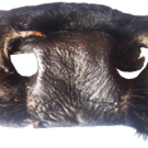 Лакомство для собак Нос говяжий сушеный / 012303 21век