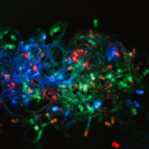 Светодиодная гирлянда 019 21век