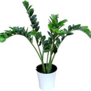 Искусственное растение Замиокулькас / BN10792 21век