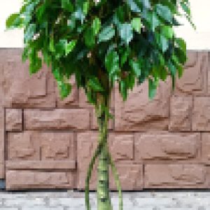 Искусственное растение Дерево Ficus / FGN BF01693 21век