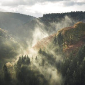 Фотообои листовые Солнечный лес 2 21век