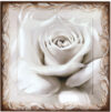 Картина Нежная белая роза 8Л1742 21век