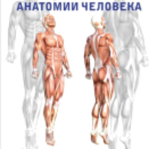 Книга Атлас функциональной анатомии человека 21век