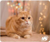 Коврик для мыши Cat / VS-B4652 21век