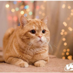 Коврик для мыши Cat / VS-B4652 21век