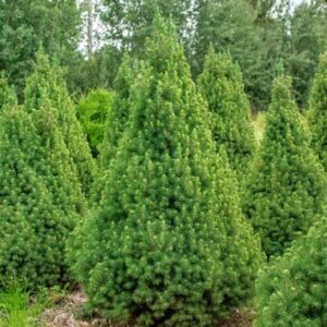 Саженец дерева Ель канадская Conica 21век