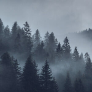 Фотообои листовые Серый лес 21век