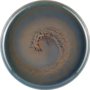 Тарелка столовая обеденная Vortex 43213 21век