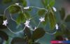 Новогодняя гирлянда Eglo Dew Drop 411069