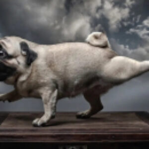 Фотообои листовые Животные и птицы 13 21век