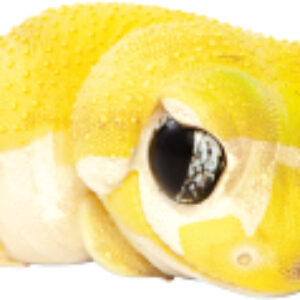 Фигурка коллекционная Геккон / 26375/AH 21век