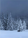 Картина 3001 21век
