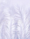 Фотообои листовые Пальмовые листья Air 67 21век