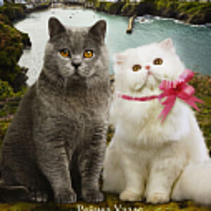 Книга Алфи на каникулах 21век