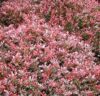 Саженец кустарника Барбарис тунберга Atropurpurea Nana 21век
