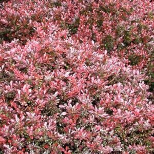 Саженец кустарника Барбарис тунберга Atropurpurea Nana 21век